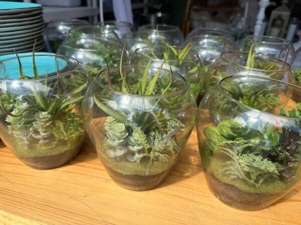 Succulents - Image 6