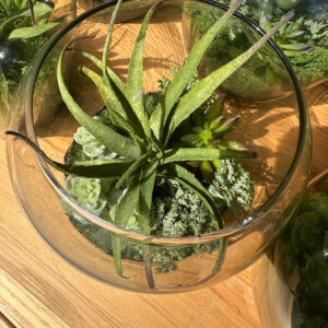 Succulents