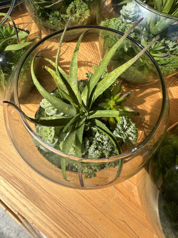 Succulents
