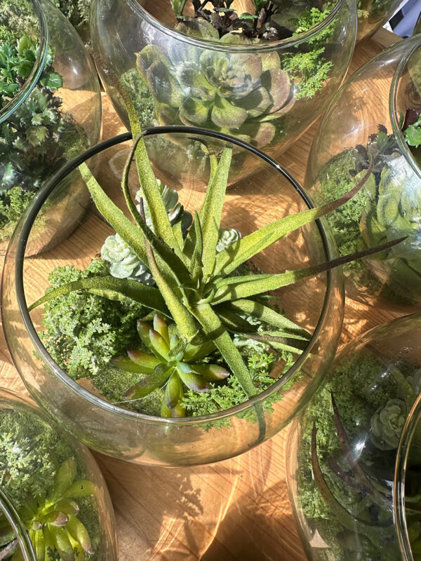 Succulents - Image 3