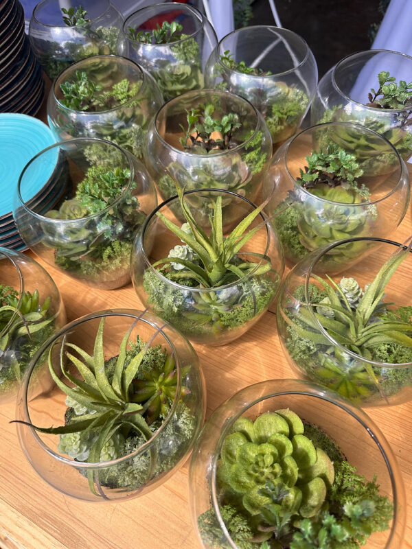 Succulents - Image 5