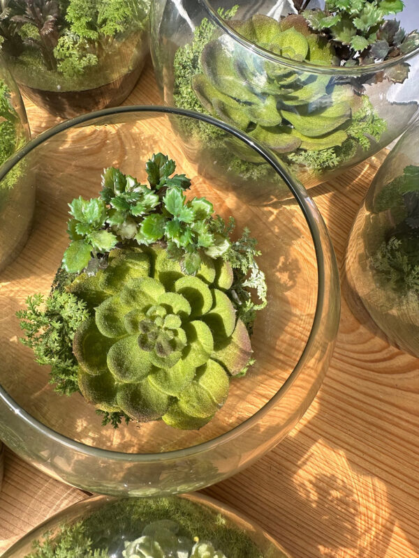 Succulents - Image 2