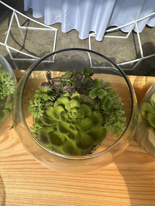 Succulents - Image 4